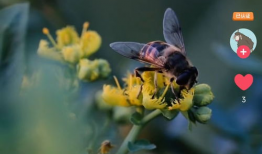 知了短视频,捕捉生活瞬间，展现青春风采
